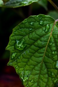 Preview wallpaper leaf, drops, green, close-up