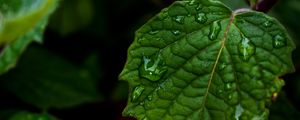 Preview wallpaper leaf, drops, green, close-up