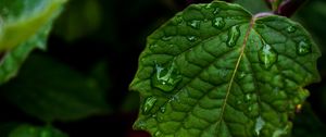Preview wallpaper leaf, drops, green, close-up