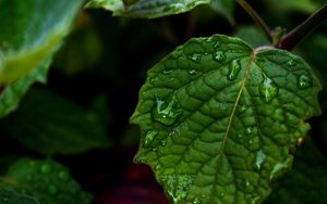 Preview wallpaper leaf, drops, green, close-up