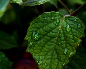 Preview wallpaper leaf, drops, green, close-up