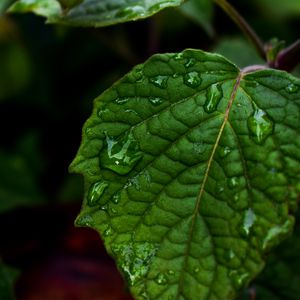 Preview wallpaper leaf, drops, green, close-up