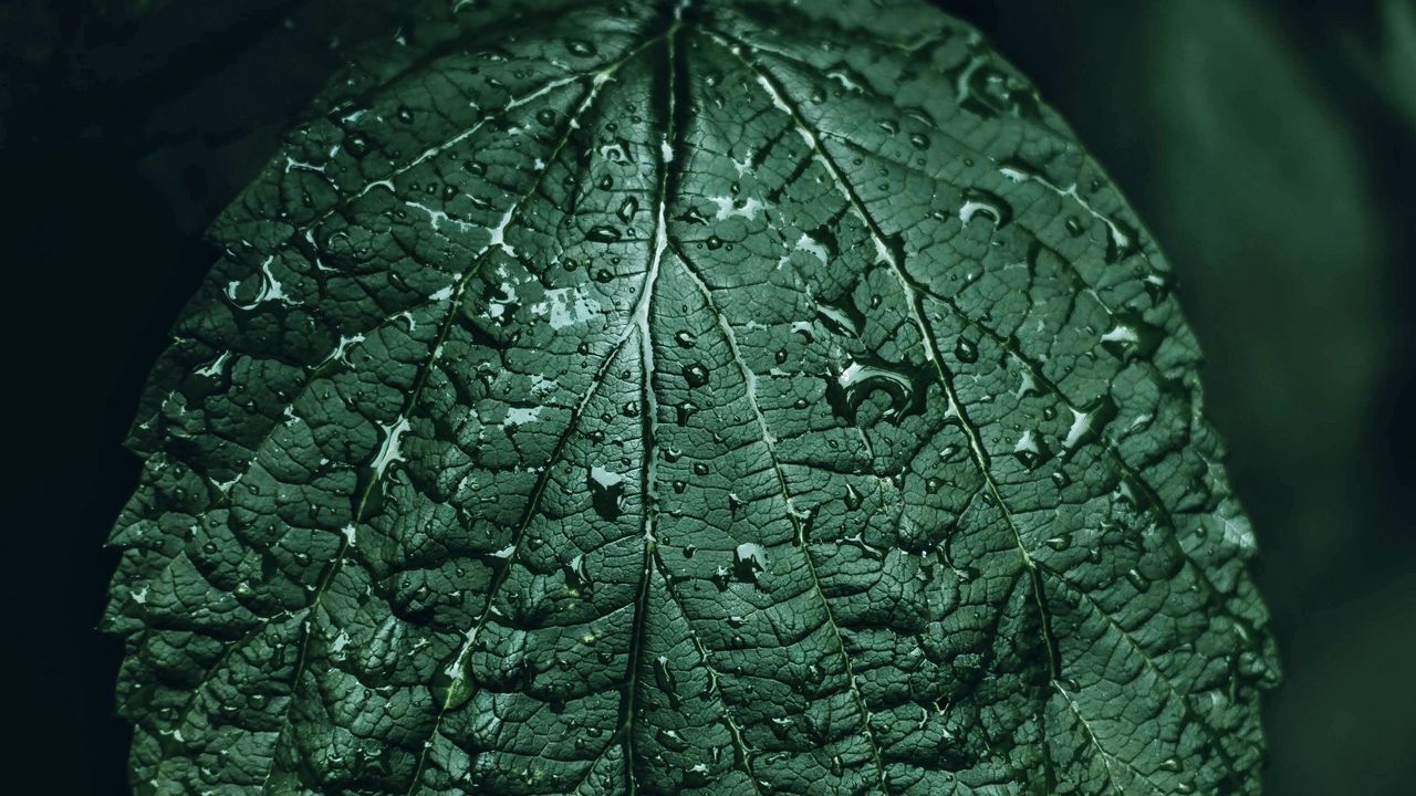 Wallpaper leaf, drops, green, close-up, motion blur