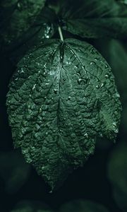 Preview wallpaper leaf, drops, green, close-up, motion blur