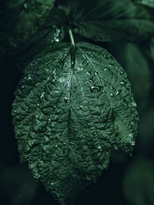 Preview wallpaper leaf, drops, green, close-up, motion blur