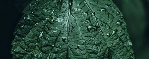 Preview wallpaper leaf, drops, green, close-up, motion blur