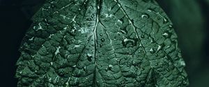 Preview wallpaper leaf, drops, green, close-up, motion blur