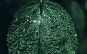 Preview wallpaper leaf, drops, green, close-up, motion blur