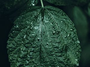 Preview wallpaper leaf, drops, green, close-up, motion blur