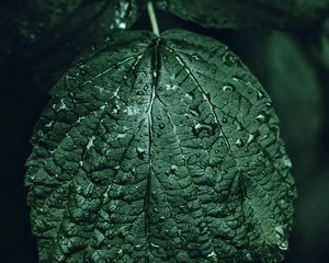 Preview wallpaper leaf, drops, green, close-up, motion blur