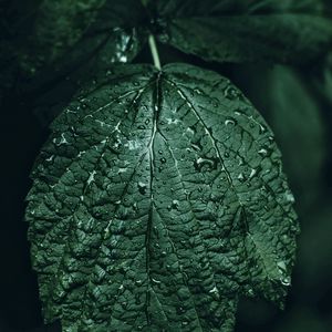 Preview wallpaper leaf, drops, green, close-up, motion blur