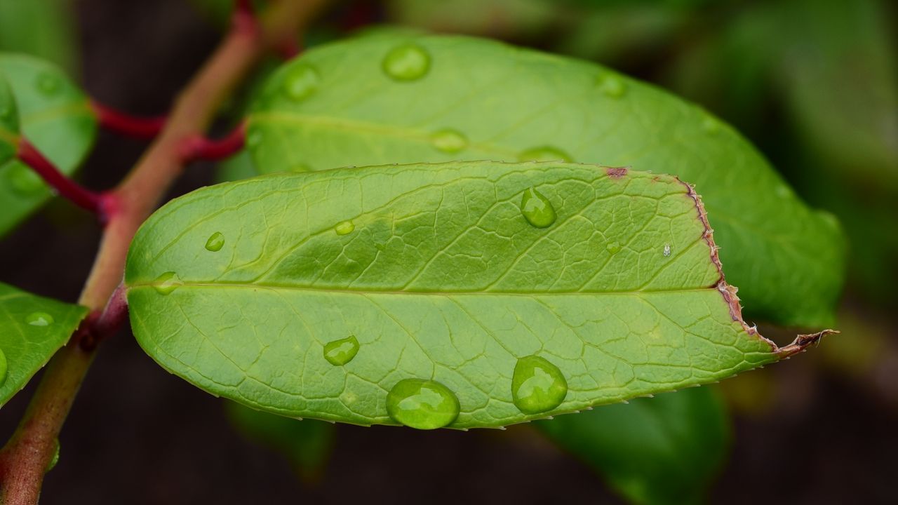 Wallpaper leaf, drops, green, macro, moisture