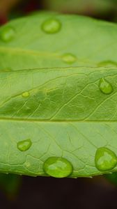 Preview wallpaper leaf, drops, green, macro, moisture