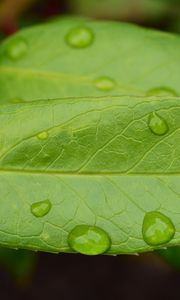 Preview wallpaper leaf, drops, green, macro, moisture