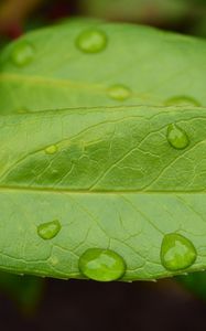 Preview wallpaper leaf, drops, green, macro, moisture