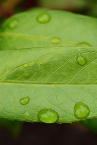 Preview wallpaper leaf, drops, green, macro, moisture