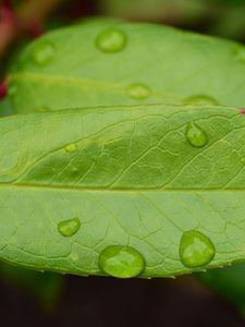 Preview wallpaper leaf, drops, green, macro, moisture