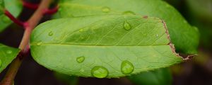 Preview wallpaper leaf, drops, green, macro, moisture