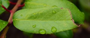 Preview wallpaper leaf, drops, green, macro, moisture