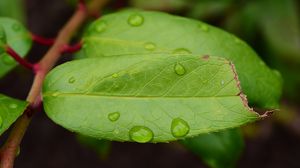 Preview wallpaper leaf, drops, green, macro, moisture