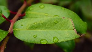 Preview wallpaper leaf, drops, green, macro, moisture