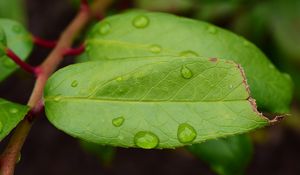 Preview wallpaper leaf, drops, green, macro, moisture