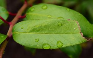 Preview wallpaper leaf, drops, green, macro, moisture