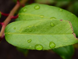 Preview wallpaper leaf, drops, green, macro, moisture