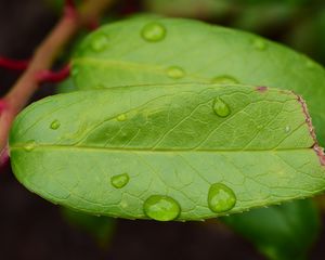 Preview wallpaper leaf, drops, green, macro, moisture