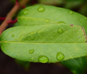 Preview wallpaper leaf, drops, green, macro, moisture