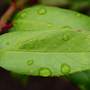 Preview wallpaper leaf, drops, green, macro, moisture