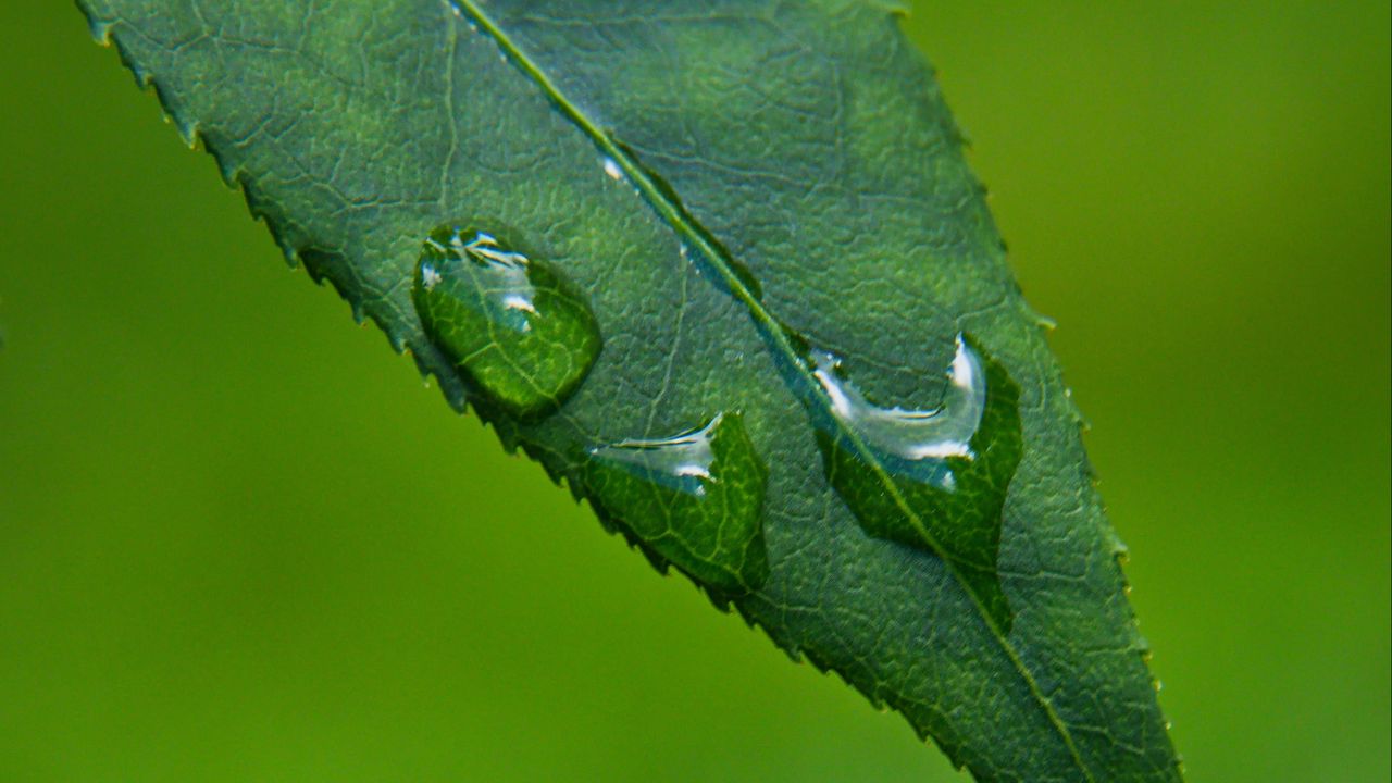 Wallpaper leaf, drops, green, macro