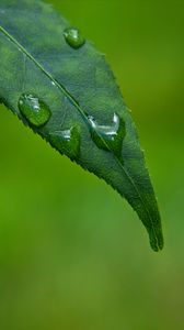 Preview wallpaper leaf, drops, green, macro