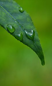 Preview wallpaper leaf, drops, green, macro