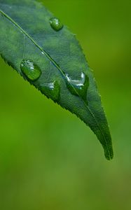 Preview wallpaper leaf, drops, green, macro