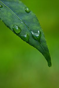 Preview wallpaper leaf, drops, green, macro