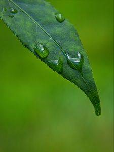 Preview wallpaper leaf, drops, green, macro