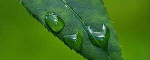 Preview wallpaper leaf, drops, green, macro