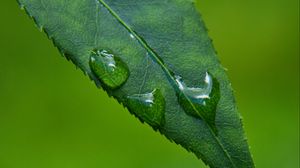 Preview wallpaper leaf, drops, green, macro