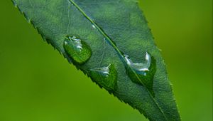 Preview wallpaper leaf, drops, green, macro