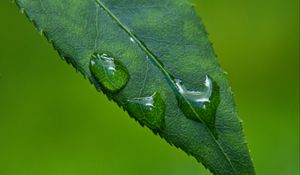 Preview wallpaper leaf, drops, green, macro