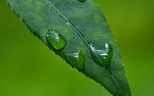 Preview wallpaper leaf, drops, green, macro