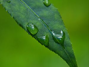 Preview wallpaper leaf, drops, green, macro