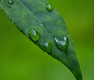 Preview wallpaper leaf, drops, green, macro