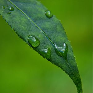 Preview wallpaper leaf, drops, green, macro