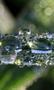 Preview wallpaper leaf, drops, macro, shine