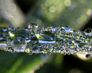 Preview wallpaper leaf, drops, macro, shine