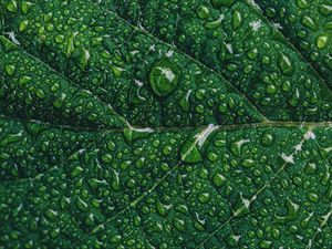 Preview wallpaper leaf, drops, macro, green, moisture