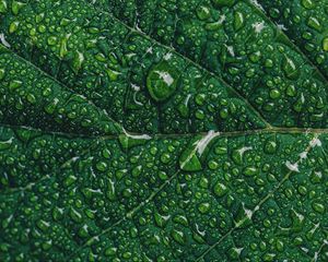 Preview wallpaper leaf, drops, macro, green, moisture