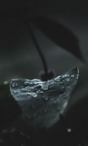 Preview wallpaper leaf, drops, macro, wet, dew, dark